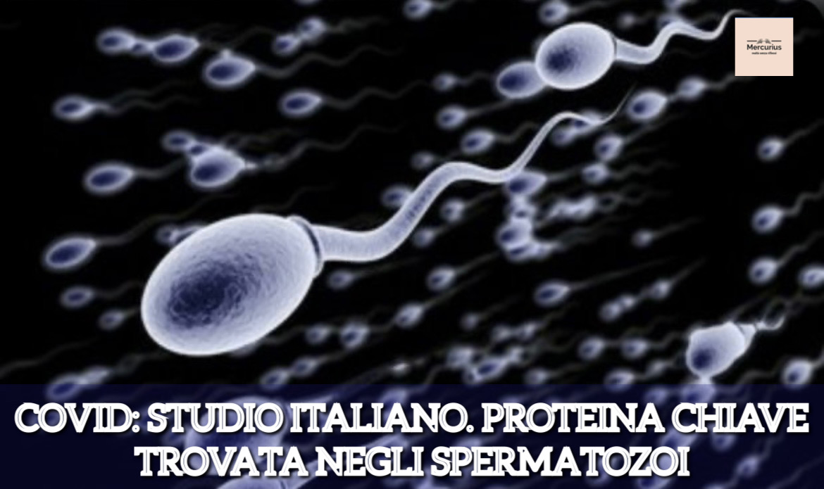 Covid, studio italiano: proteina “chiave” infezione trovata in spermatozoi